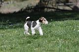 FOX TERRIER 165